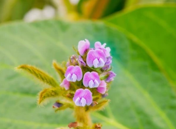大豆の花言葉