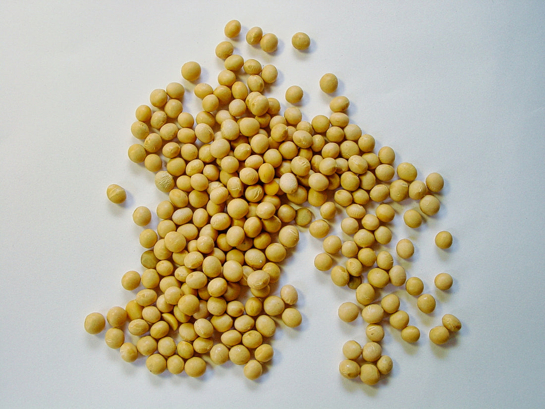 大豆が持つフィチン酸とは？大豆を摂取するメリットとデメリット